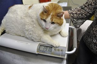 Meow, America's heaviest cat