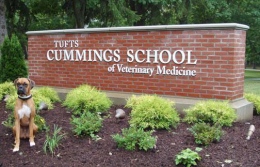 Cummings School opens animal obesity clinic